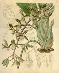 Illustrazione di Catasetum barbatum (come sin. Myanthus barbatus)
